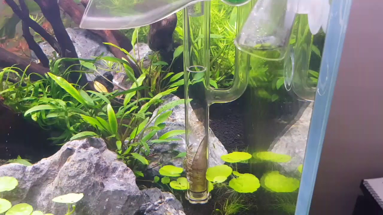 Aquascaper 600 Day 21
