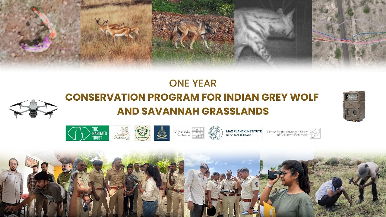 One year | Conservation Program for Indian Grey Wolf and Savannah Grasslands