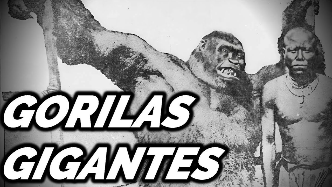 Gorilas gigantes - Criptozoología