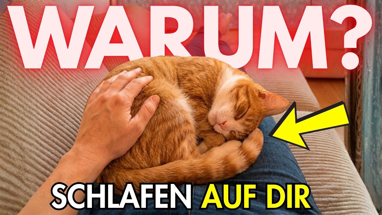 Warum schlafen unsere Katzen auf uns?