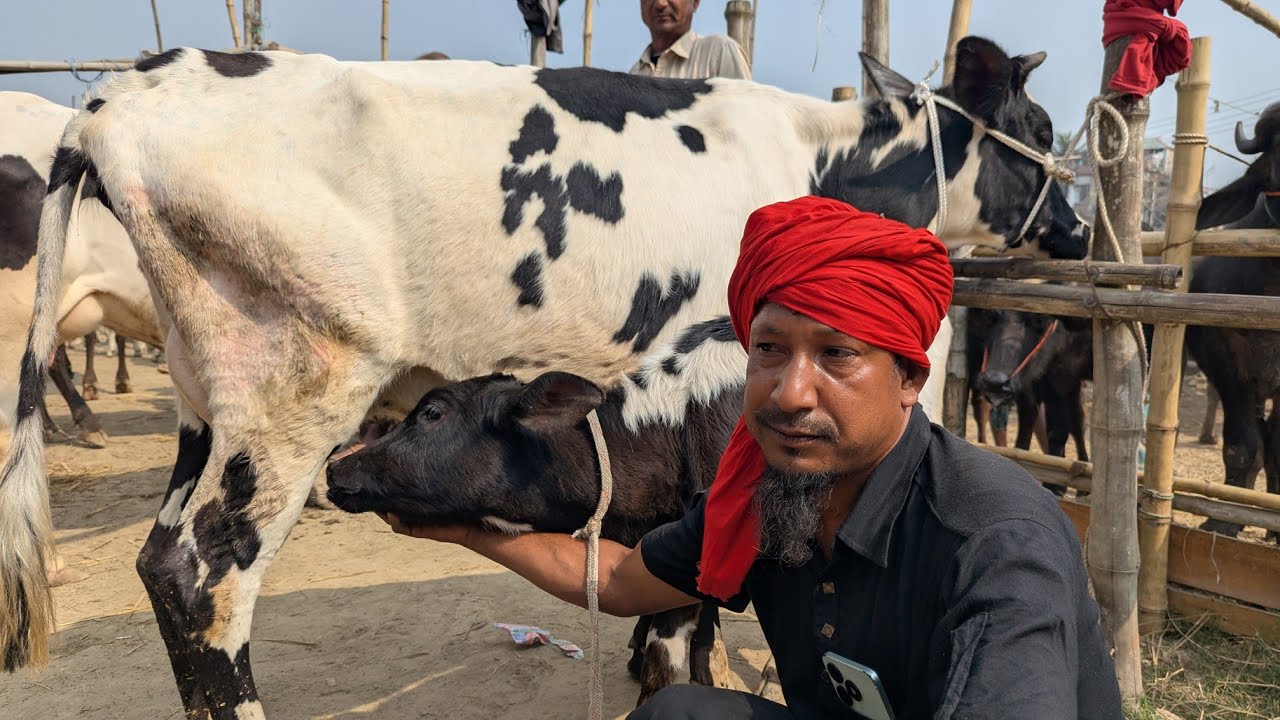মাত্র ৯৫ হাজার টাকাই বাচ্চা সহ রানিং ৭ কেজি দুধের গাভী কিনুন সরাসরি মিলন ভাই এর কাছে