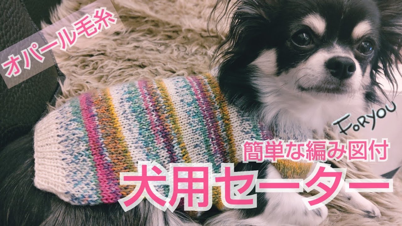 【棒針犬用セーター】愛犬のための着心地のいいセーターをオパール毛糸で編んでみました✨簡単な編み図付