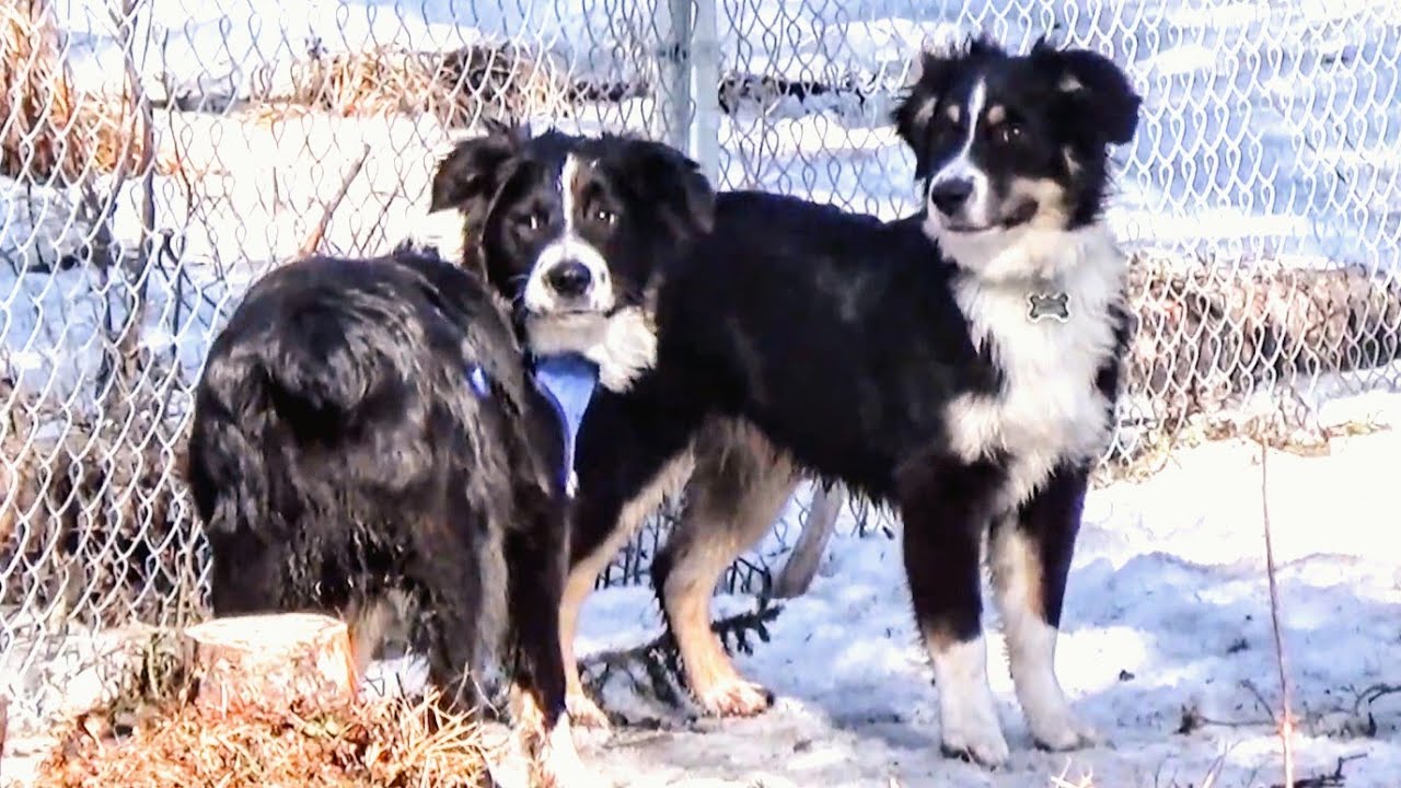 Furguson and His Siblings Get Muddy Before Bathtime | Aussie Puppies (5 months)