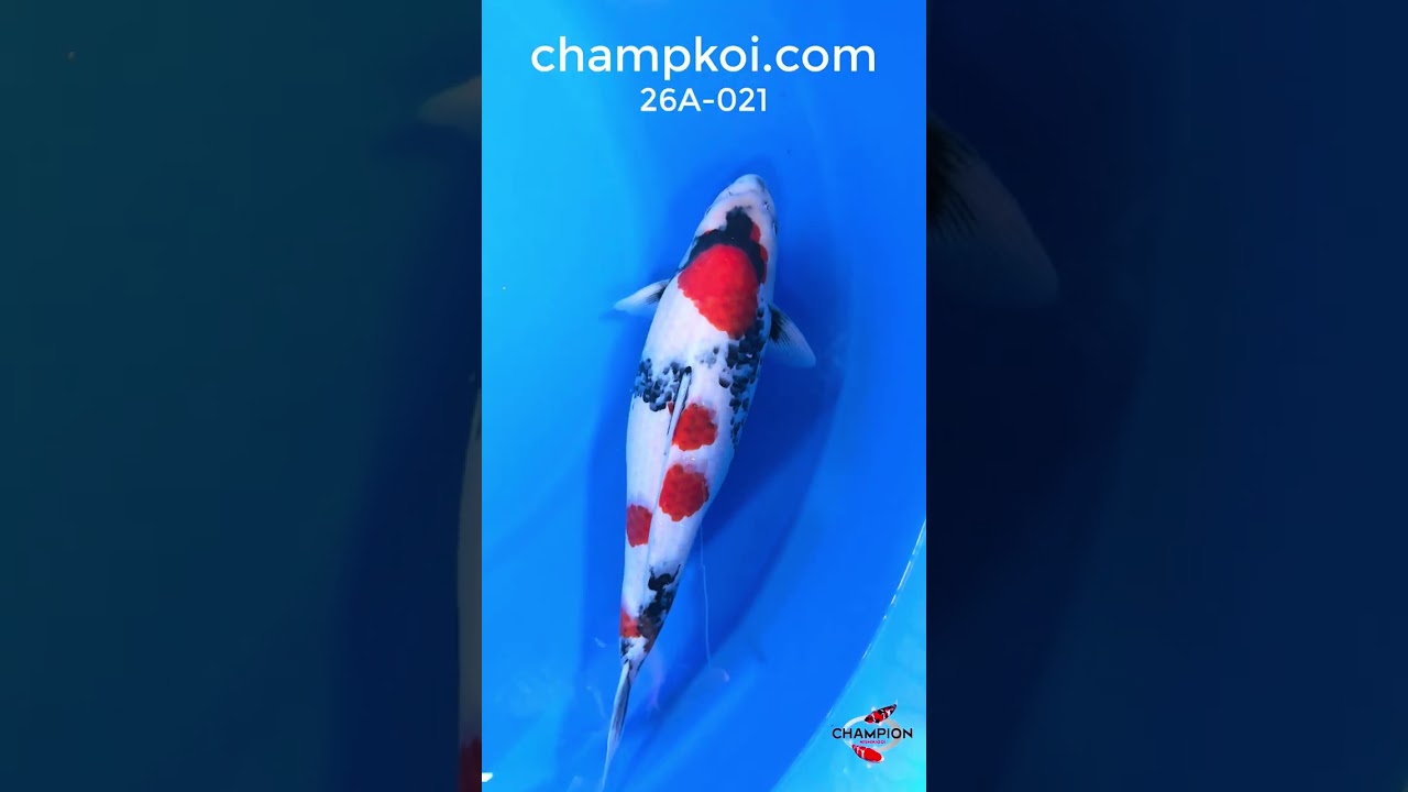 Isa Showa Female 55cm 2yr | For Sale ChampKoi