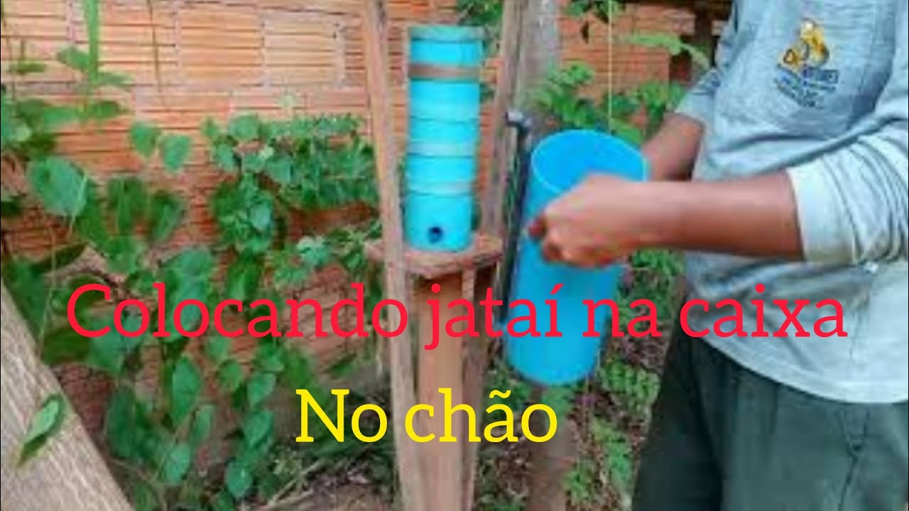 transferência de abelha jataí para caixa de cano pvc para colocar no chão.