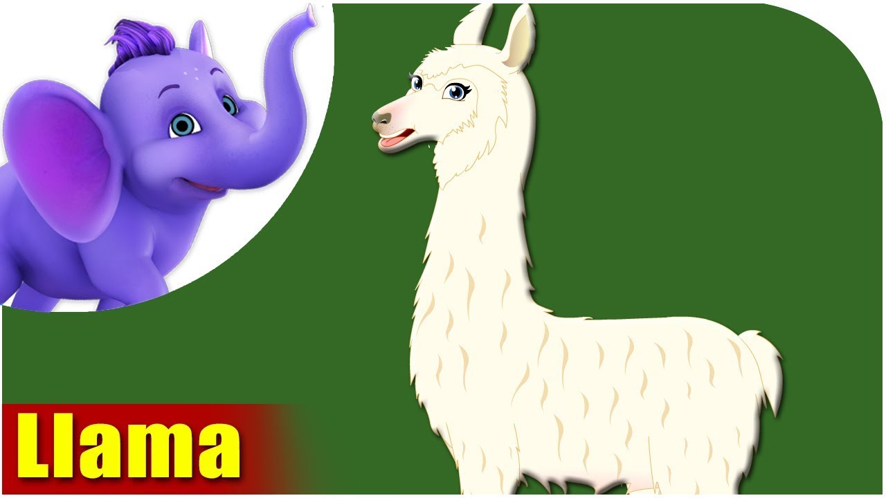 Animal Songs for Kids | Llama Song