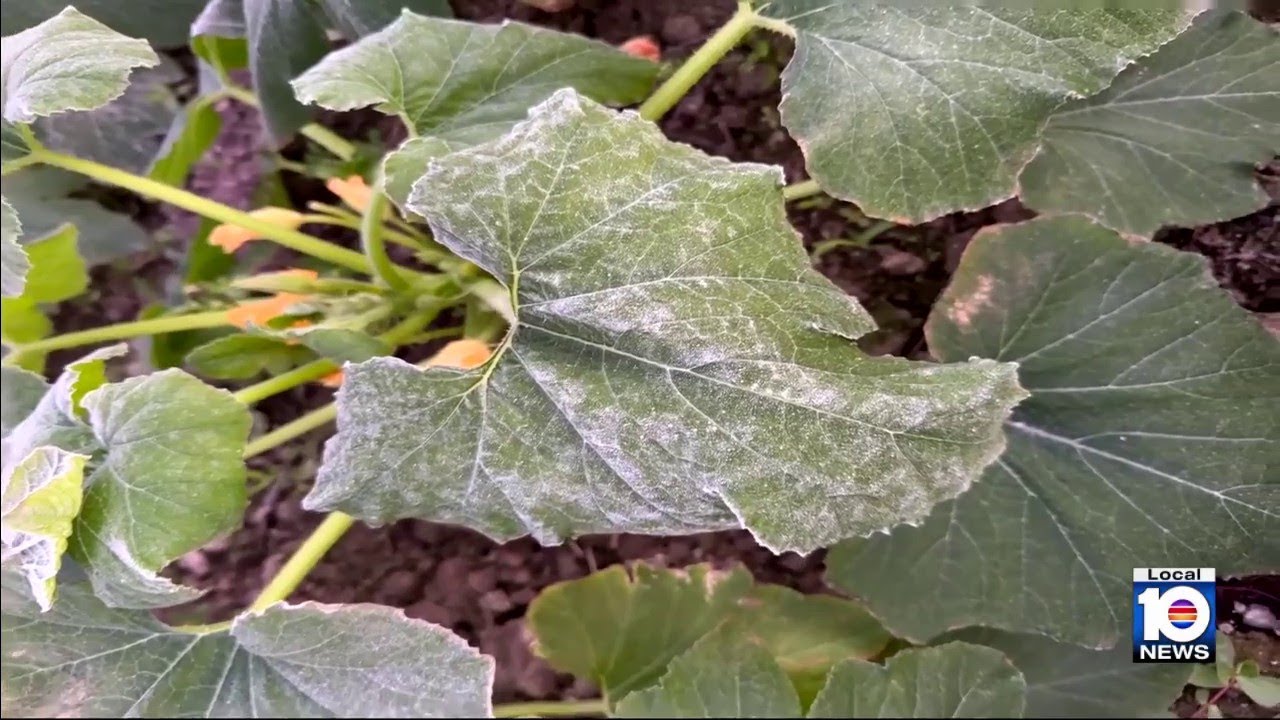 Florida freeze impacts some Homestead farmers' crops