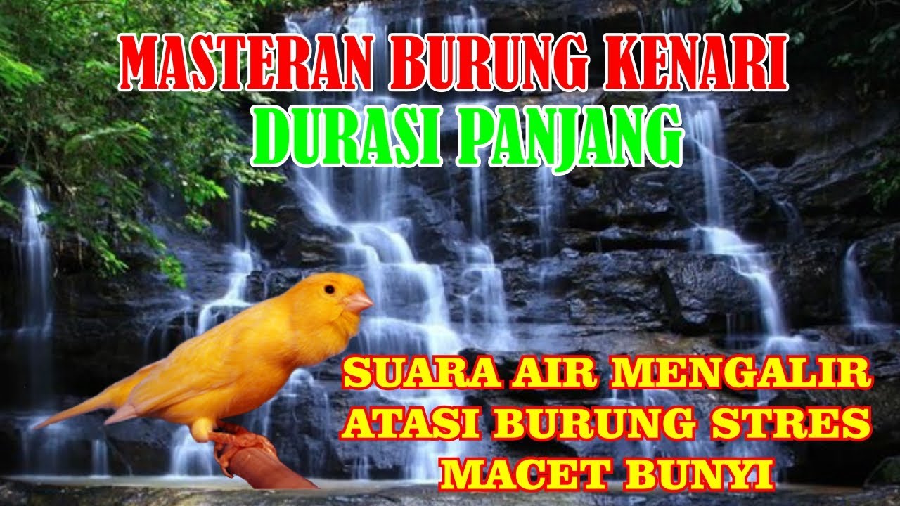 Masteran suara burung kenari AF gacor dan suara gemericik air mengalir jernih durasi 3 jam