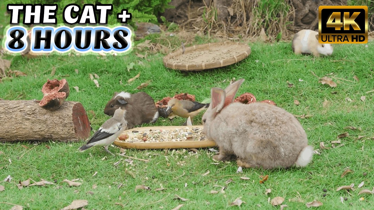 TV FOR CATS - A Feline Art Exhibit: 8 Hours of Nature's Most Beautiful Moving Art @Nature 4K TV 108