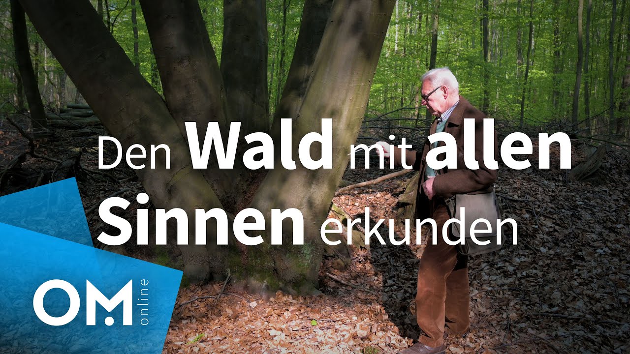 Waldbaden in Cloppenburg: Experte erkl&auml;rt, wie man in der Natur Ruhe findet