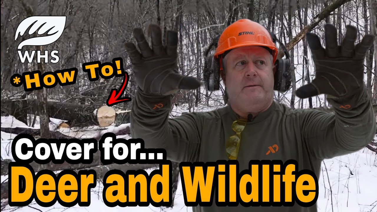 How To Improve Timber For Whitetails and Wildlife