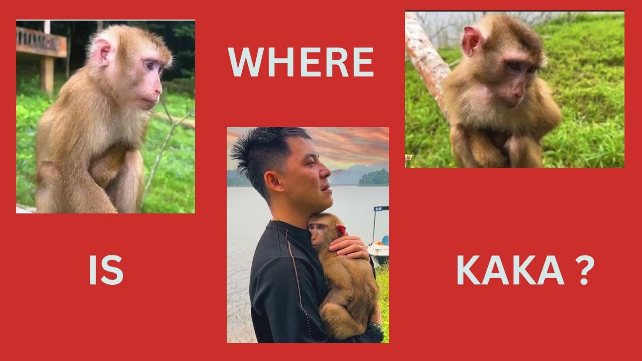WHERE IS KAKA...????              WE ARE LOOKING FOR KAKA THE MONKEY GIRL...!!!!