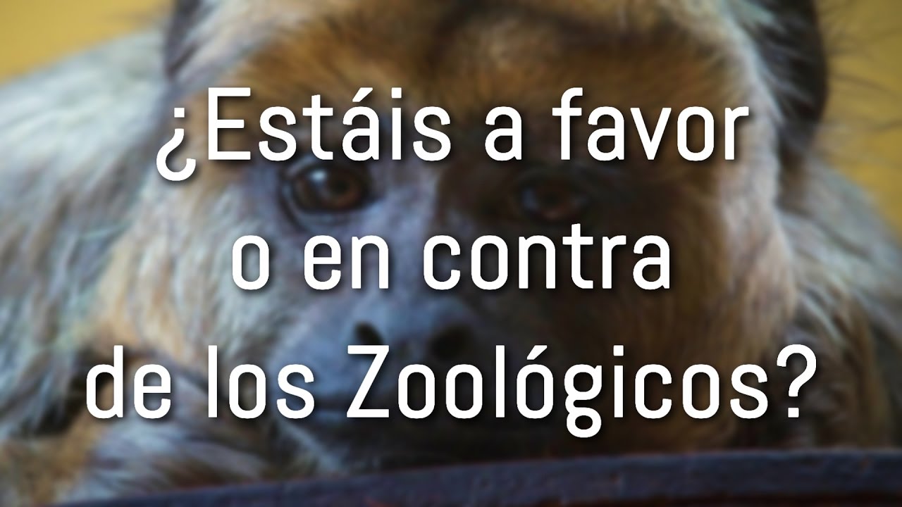 ¿Estáis a favor o en contra de los Zoológicos? | Debate | Hidden Nature