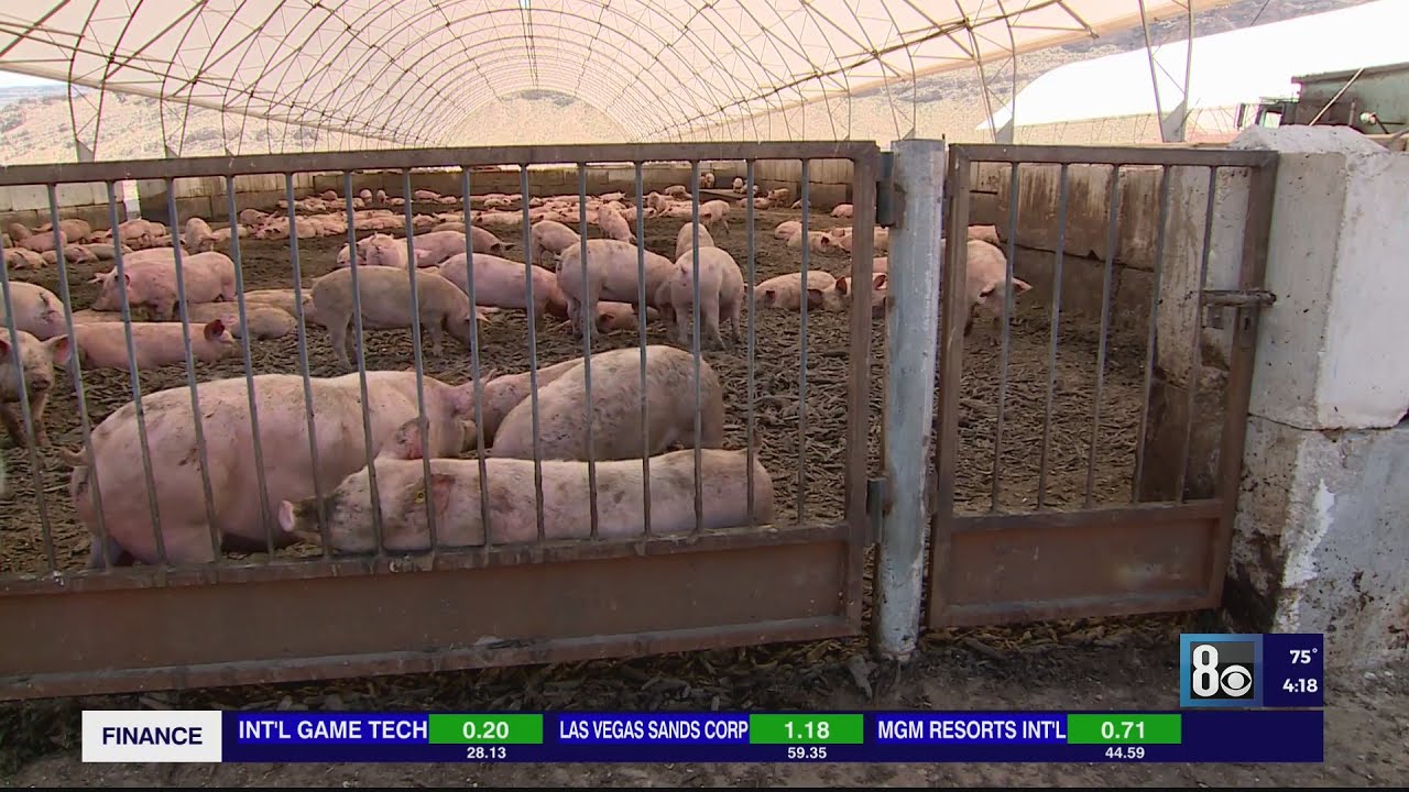 Las Vegas family-run business reduces food waste by turning food scraps into pig feed