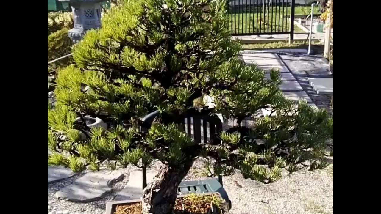 Pino Pentaphylla restyled - Goyomatsu bonsai