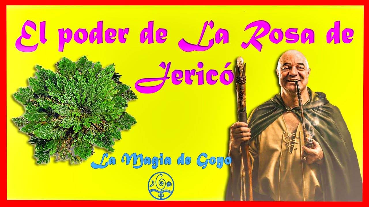 Como Usar LA ROSA DE JERICÓ 🙌🏻 - MAGIA