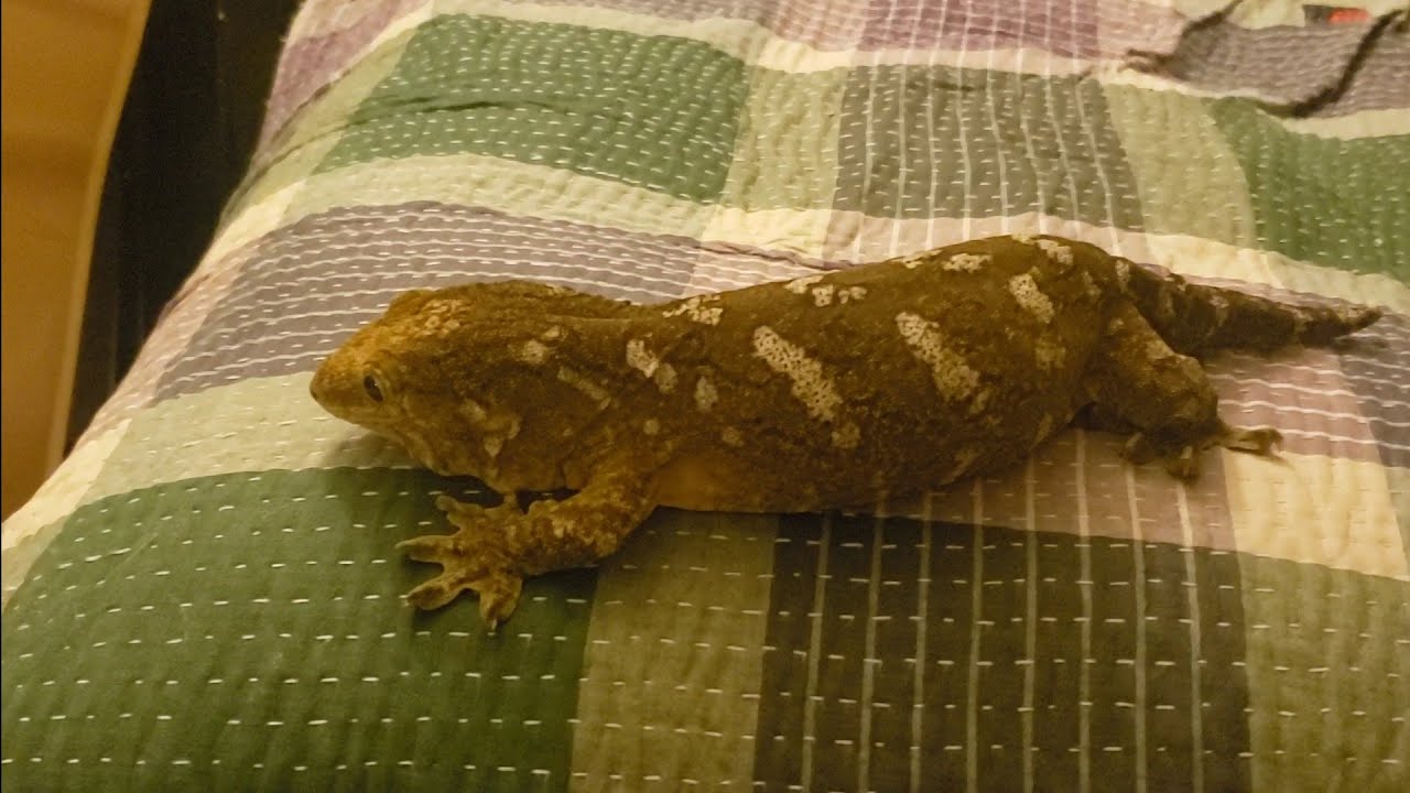 Olivine exploring. Whistles (turn up volume). Leachianus. Leachie. Giant gecko