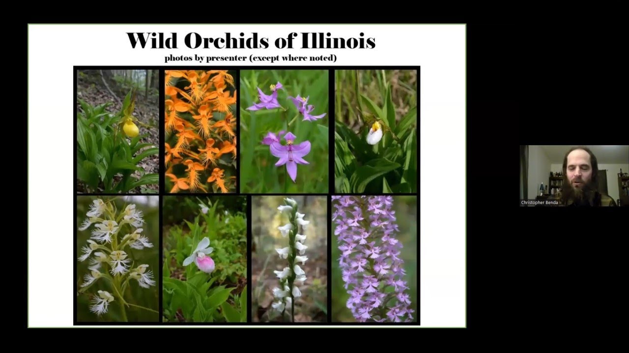 Wild Orchids of Illinois