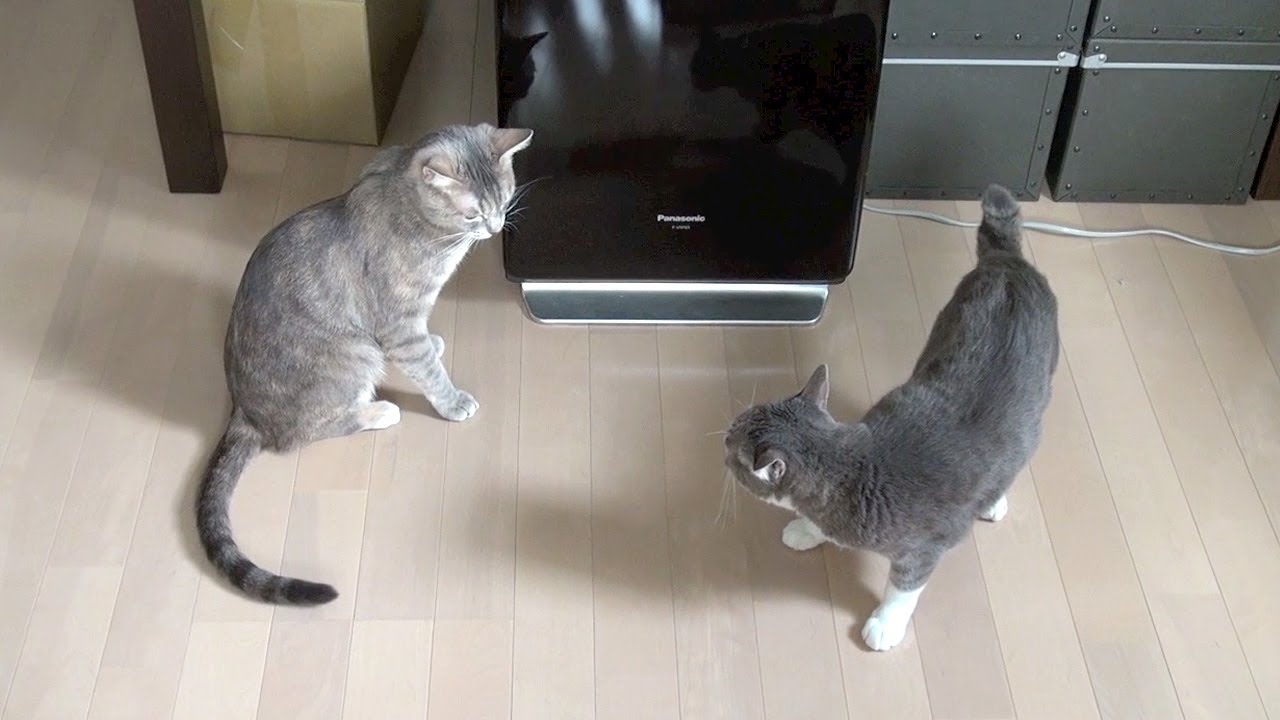 荒ぶりねこ - Cats Playing Rough -