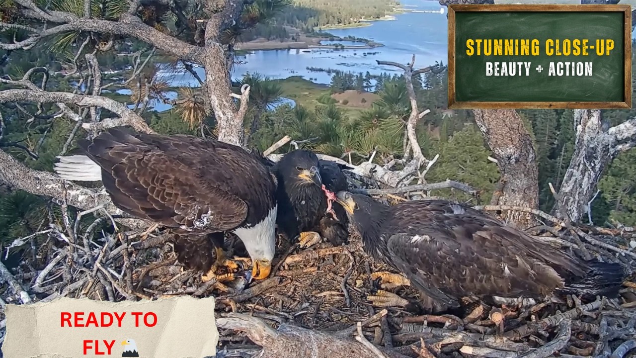 CLOSE-UP + First FLIGHT! 🥹 Sandy & Luna's BEAUTIFUL Detail + Wing Practice! | Big Bear Bald Eagles