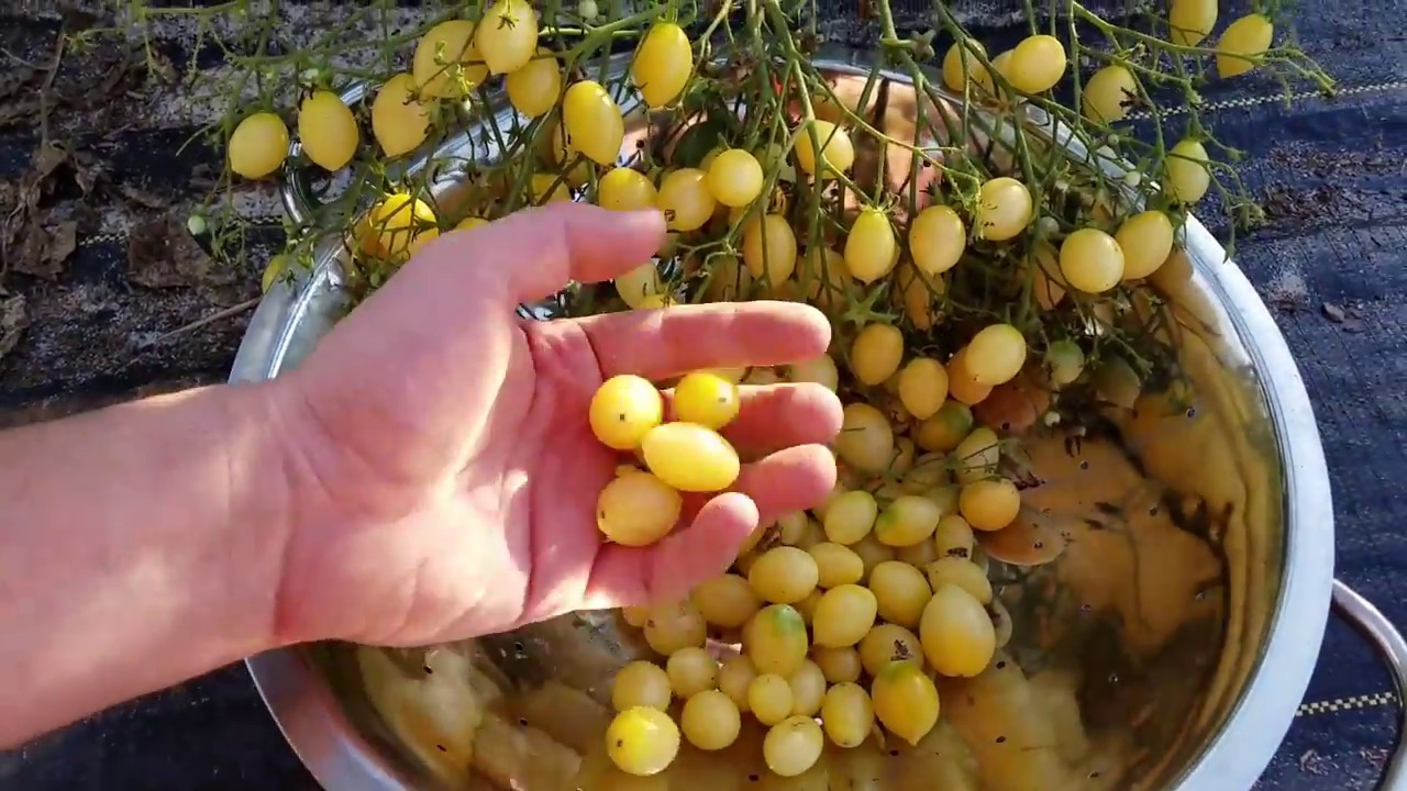 Brad's Crazy Cherry! June 2018 Update