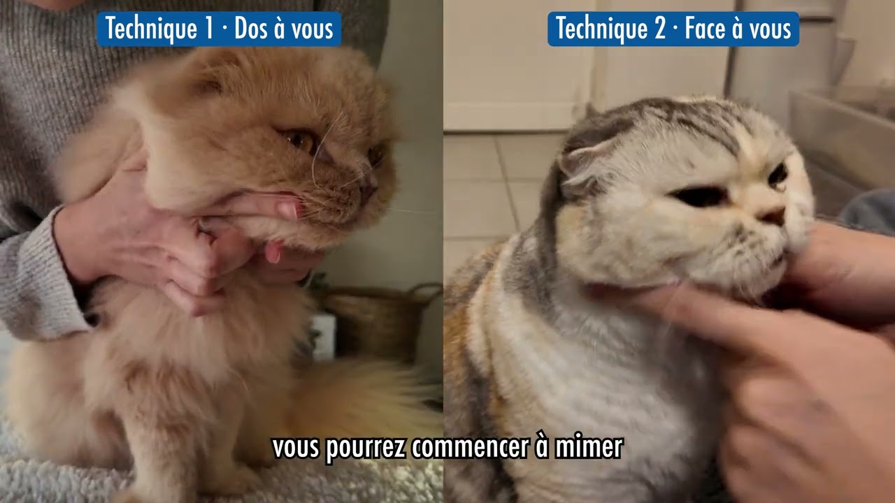 Brosser les dents de son chat - [Tuto] Conseils vétérinaires