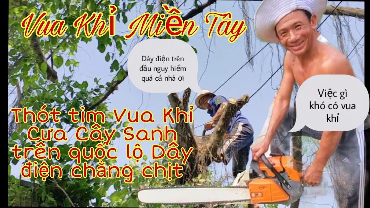 Vua Khỉ Miền T&acirc;y Cưa C&acirc;y Sanh|Vua Khỉ C&ugrave;ng Anh Em Cưa C&acirc;y S&aacute;t Quốc Lộ như thế n&agrave;o|C&Ocirc;NGTHUẬNCHANNEL