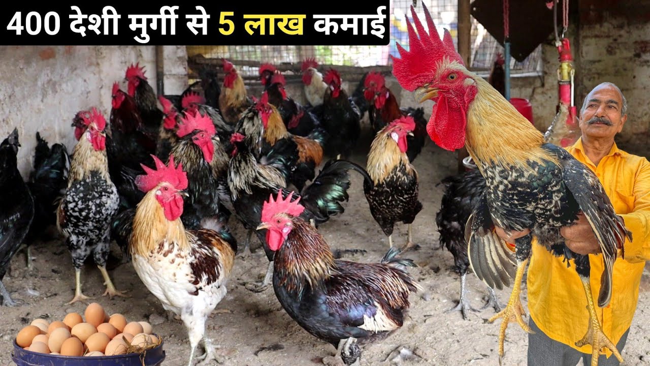 देशी मुर्गी पालन में अच्छा मुनाफा | Desi Poultry Farm Business Plan | Desi Poultry Farming