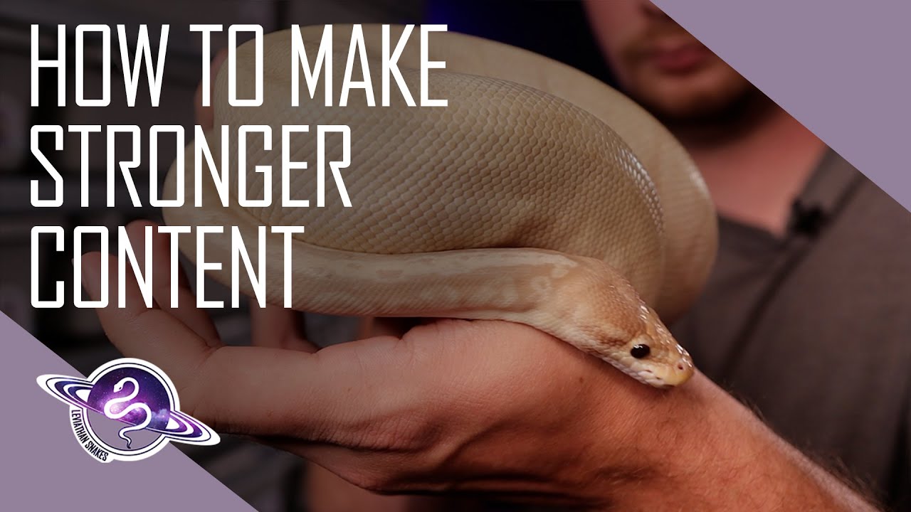 Ball Python Marketing | 6 Attributes of Amazing Content
