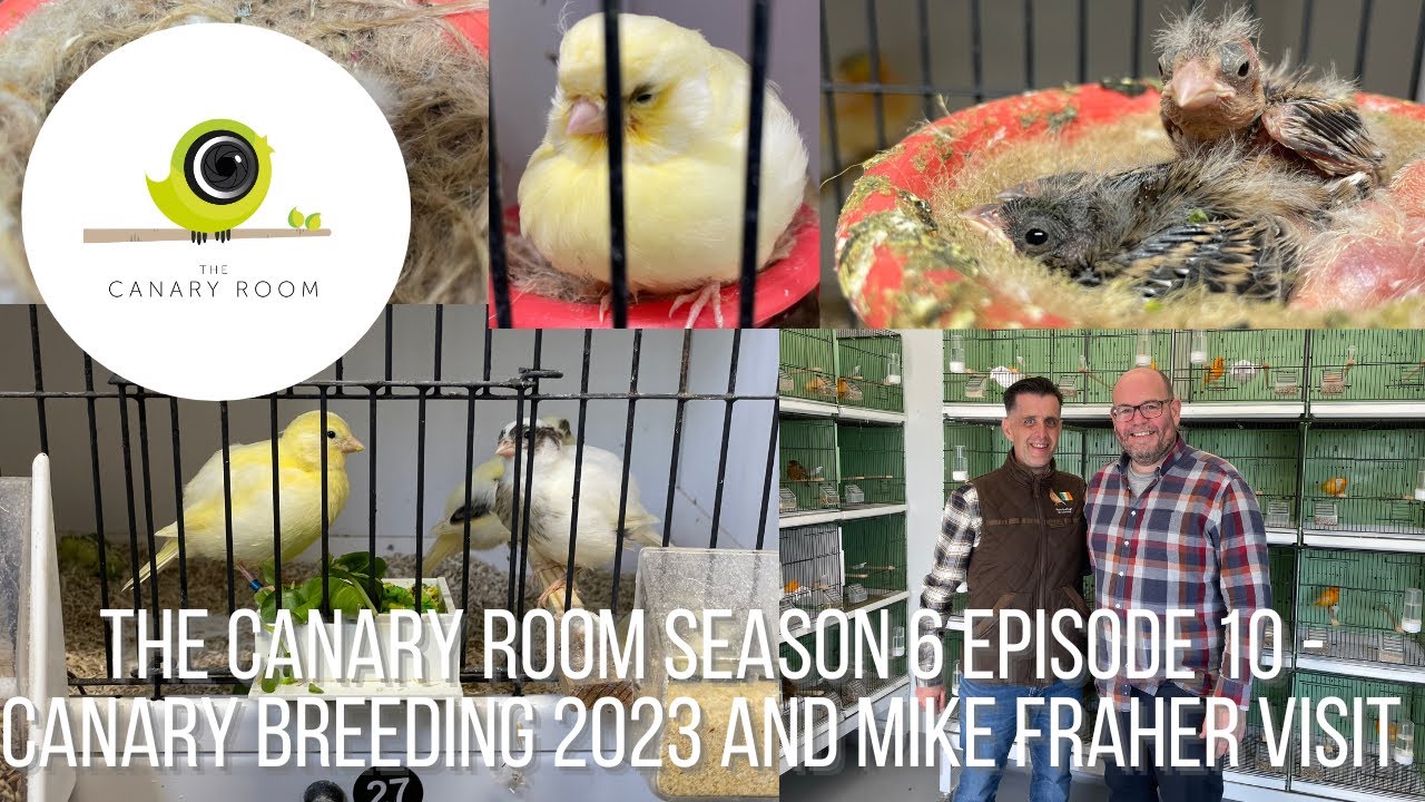 The Canary Room Season 6 Episode 10 - Back in the Room and the Bird Room of Mike Fraher