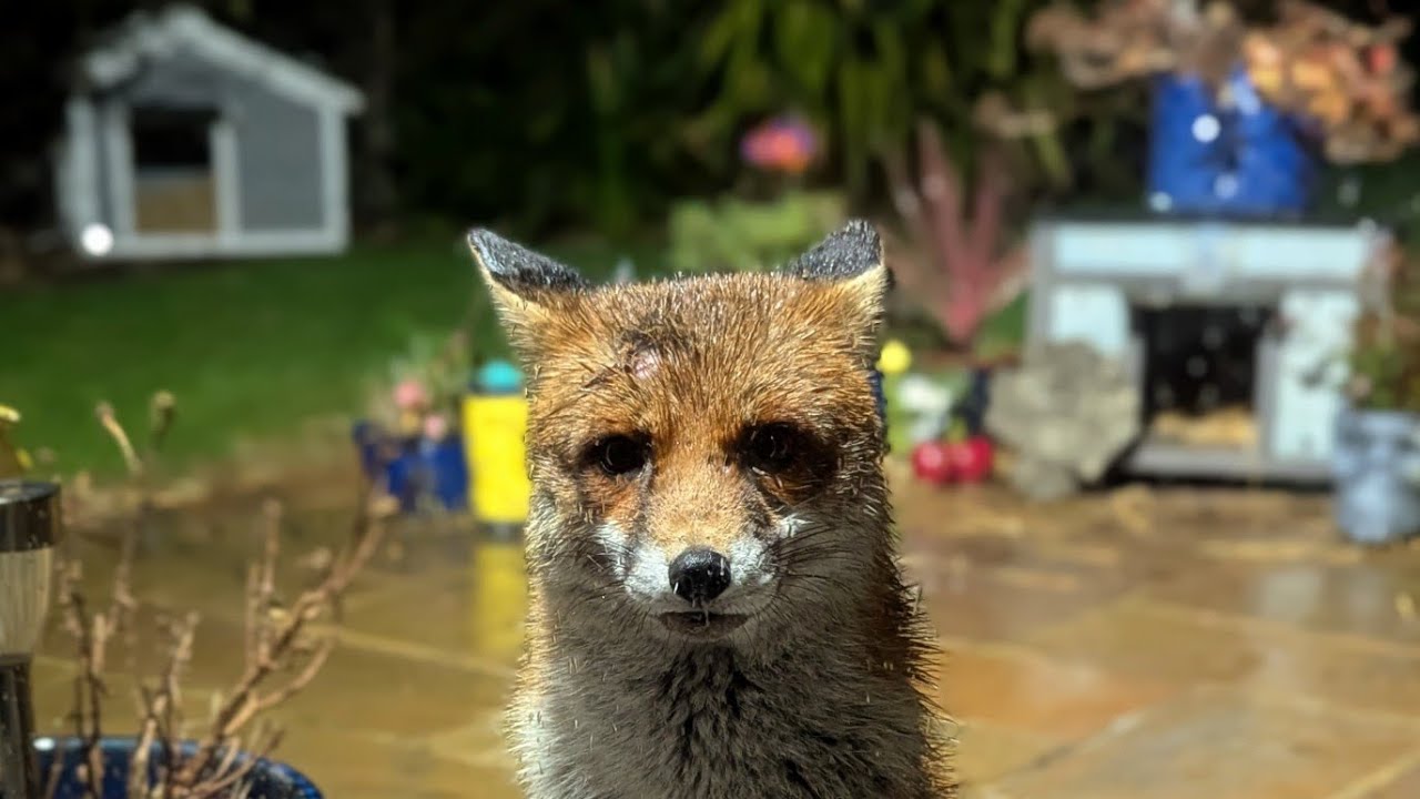 I treated Tiger to a new fox house! (He's terrified, lol)