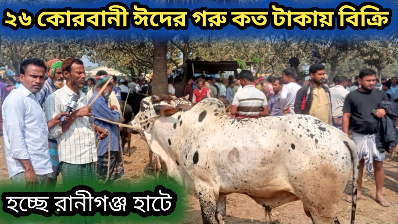 ১৭ফেব্রুয়ারি ২০২৬| দেশাল জাতের এবং শাহিওয়াল জাতের কোরবানীর ঈদের গরু