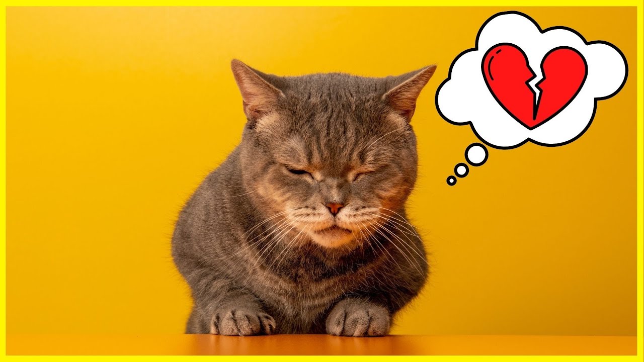 9 Dinge, die 75% aller Katzenhalter ihrer Mieze verwehren...