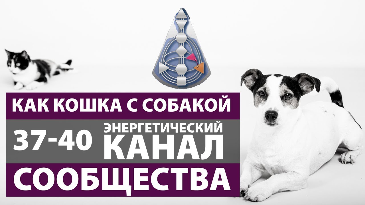 Канал 37 40 - Сообщества. Как кошка с собакой. Дизайн Человека. Лившиц Лев