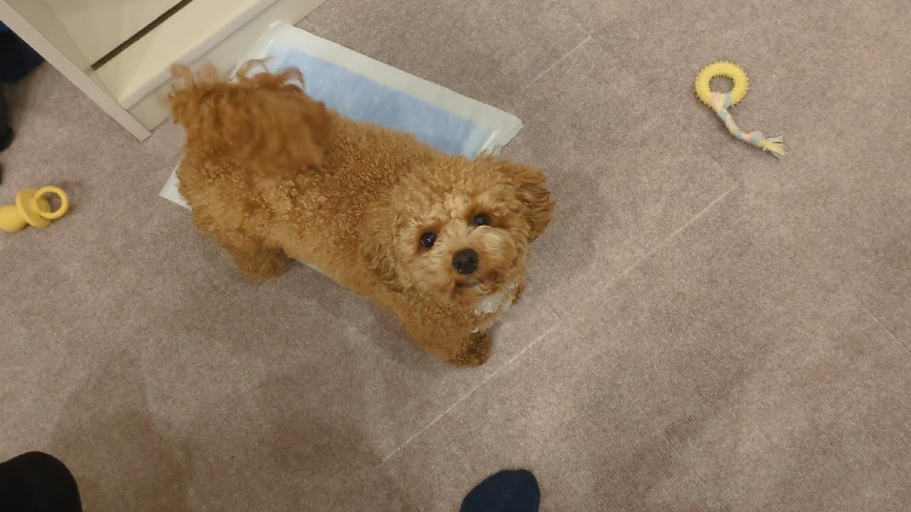 ご飯をちょうだい！　Please give me food!