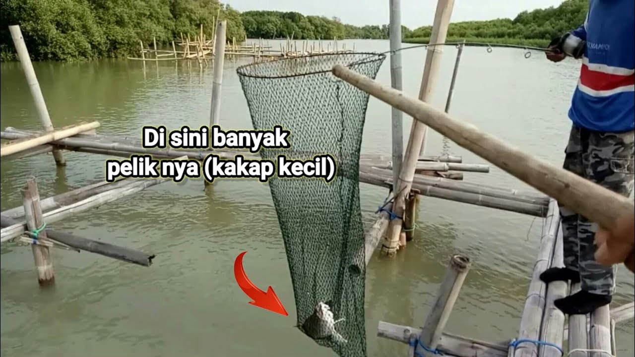 Ini rumpon KAKAP sama ikan rucahnya sama sama haup !! rumpon pak Giono lak besar Mbaru
