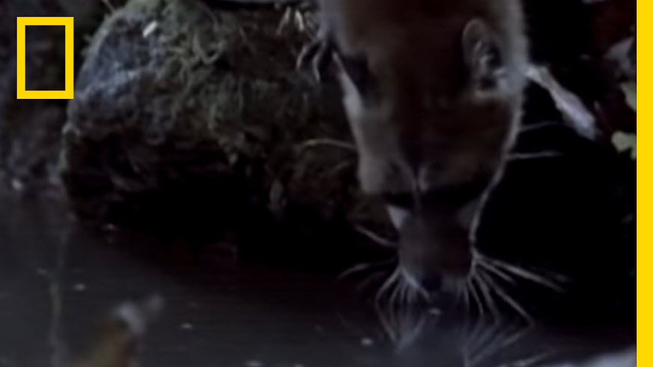 What in the World is a Fishing Genet? | National Geographic