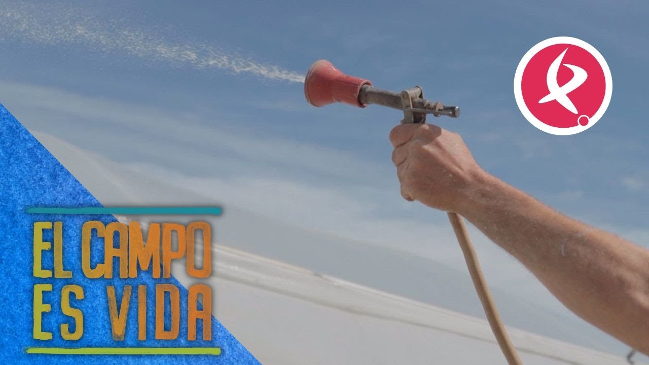 Pintura al temple en los invernaderos para bajar la temperatura | El campo es vida