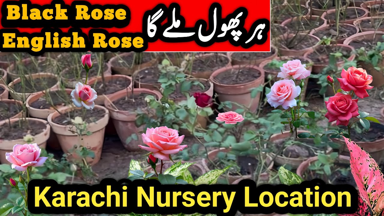 Karachi Ki Sab Se Bari Nursery 😍 | Har Poda Milay Ga Yahan | Black rose Karachi nursery #gardening