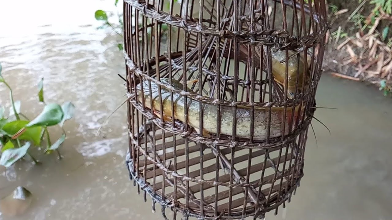 Catfish Easily Trapped | Today's Special
