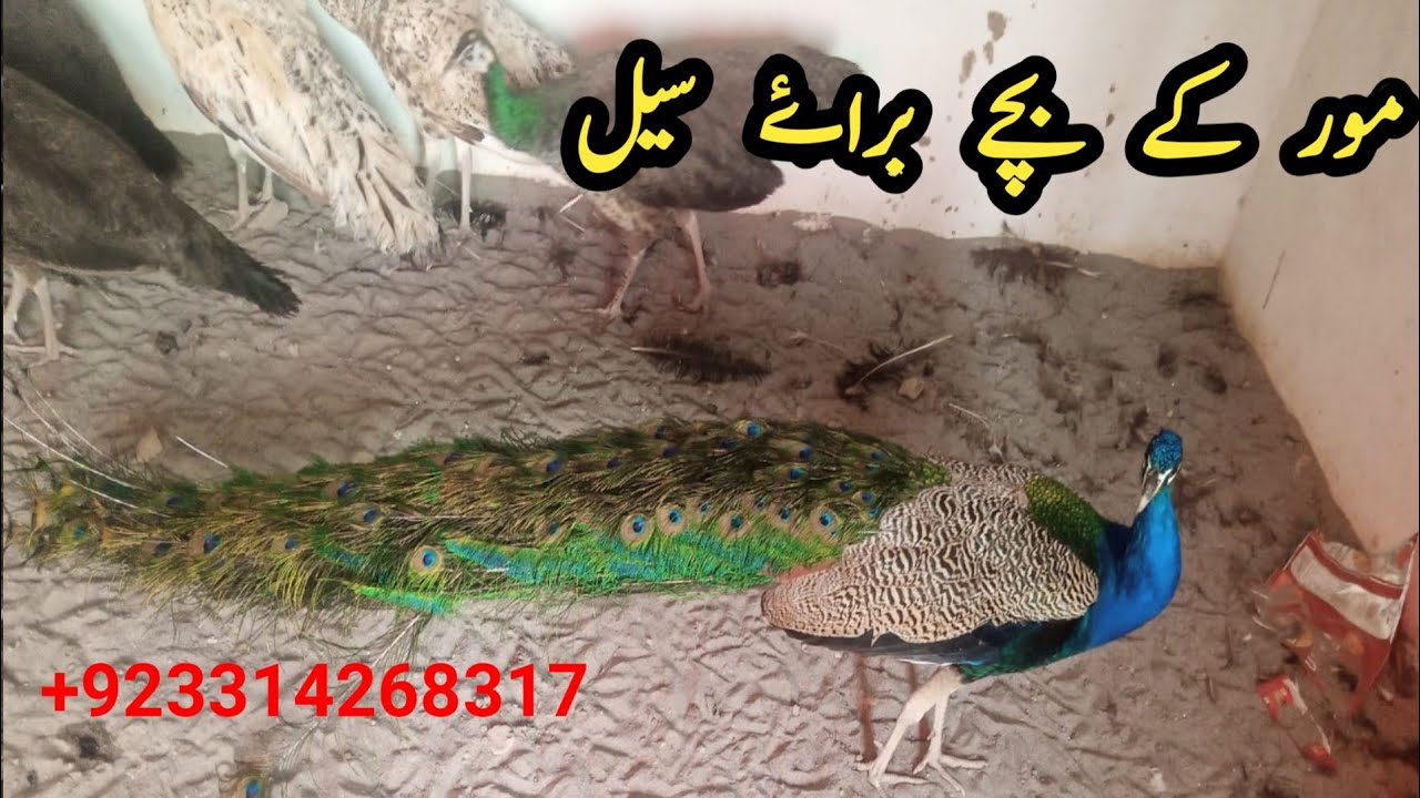 peacock chicks for sale | mor ke bachhe | peacock hatching eggs | green java breeder peacock