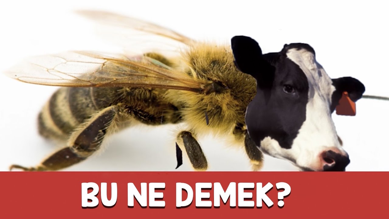 BU NE DEMEK? - Fotoğraflı Kötü Espri Yarışması - Kızlar Yarışıyor