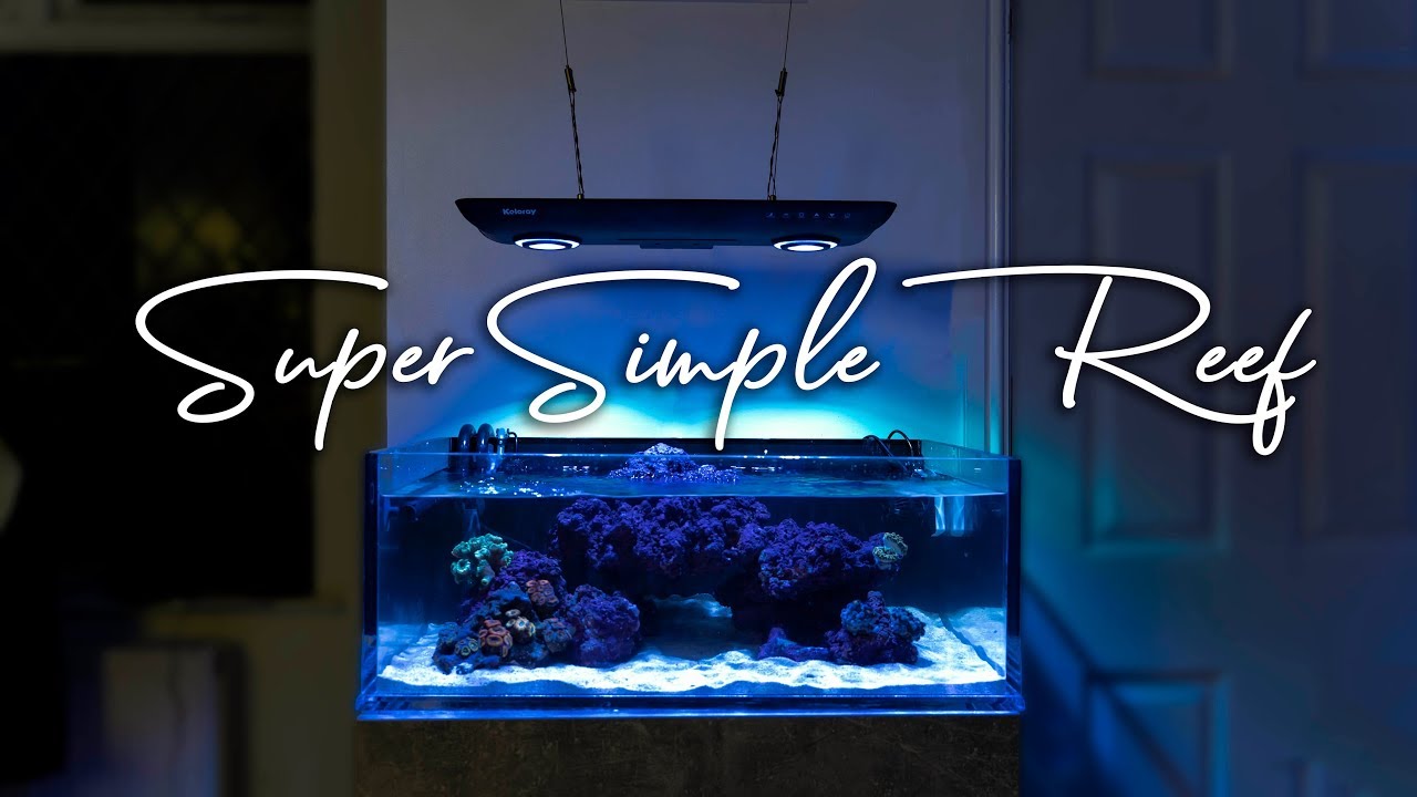 How To Setup a Super Simple Saltwater Reef Aquarium for Beginners