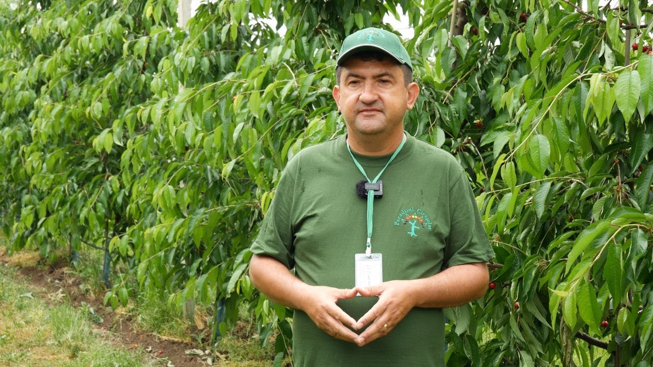 În Grădina Danei. Cum se îngrijesc cireșii vara - sfaturi ing. Marius Roman, Paradisul Cireșelor