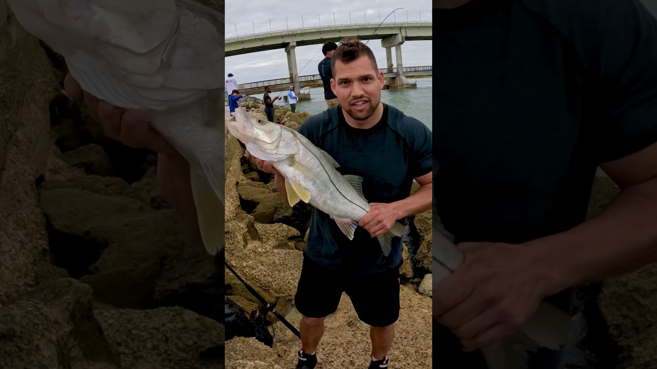 Snook can&rsquo;t resist this live bait | Our PB snook! #fishing #fish #snook #fishingvideo