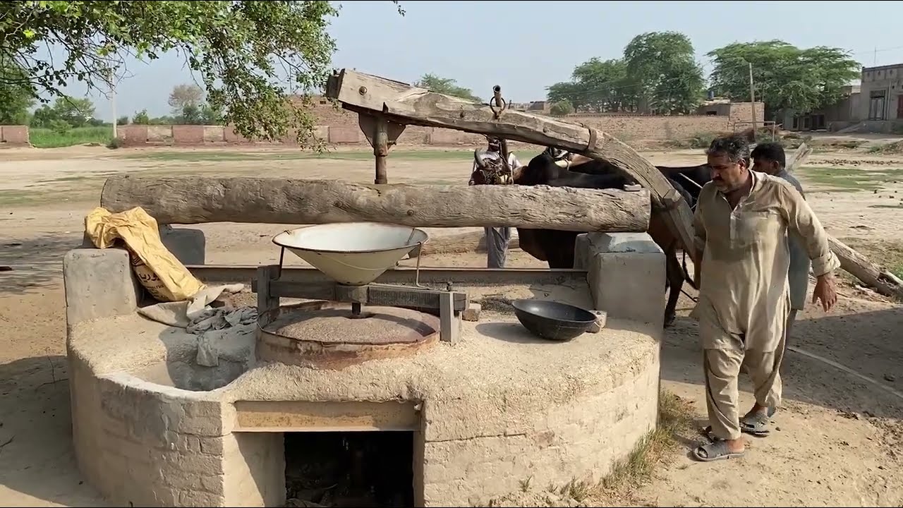 123 Years Old Atta Chiki Machine Operating With Bulls || Old Punjabi Virsa Culture 