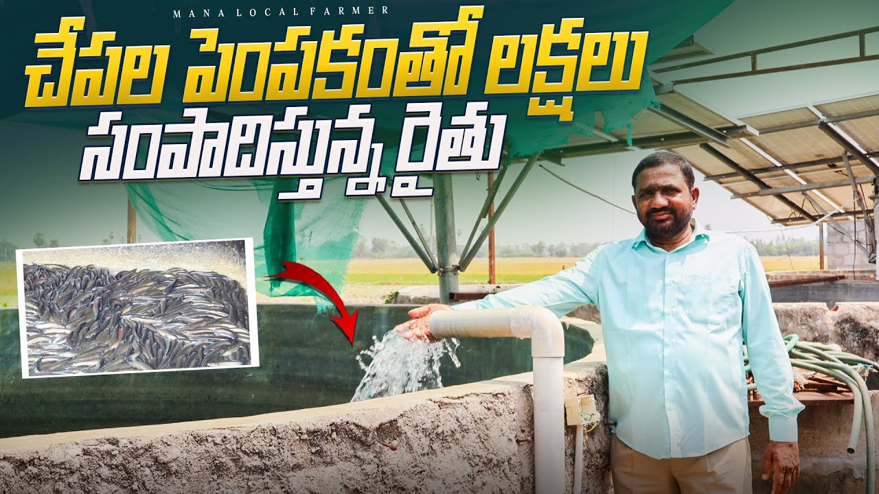కొర్ర‌మేను చేప‌ల పెంప‌కంతో 1500000 ఆదాయం | korramenu fish farming