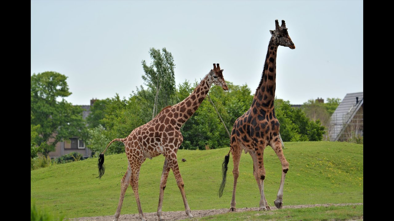 Go Kids Noordkop bij Dierenpark Van Blanckendaell