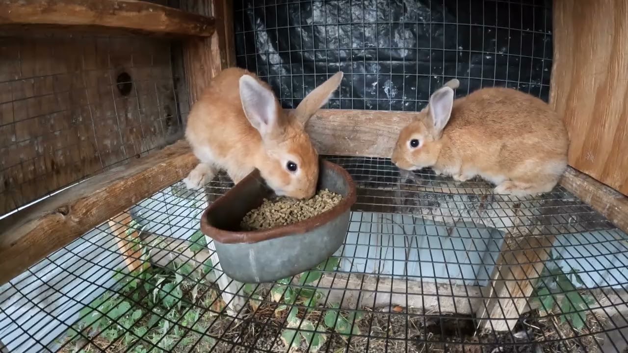 Rabbits + Fall Thunderstorm
