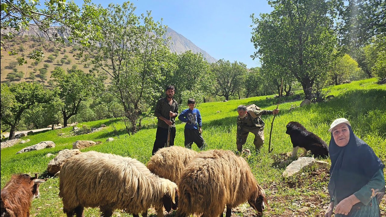 How Jahangir takes his sheep into nature? A journey into nomadic life in the lran